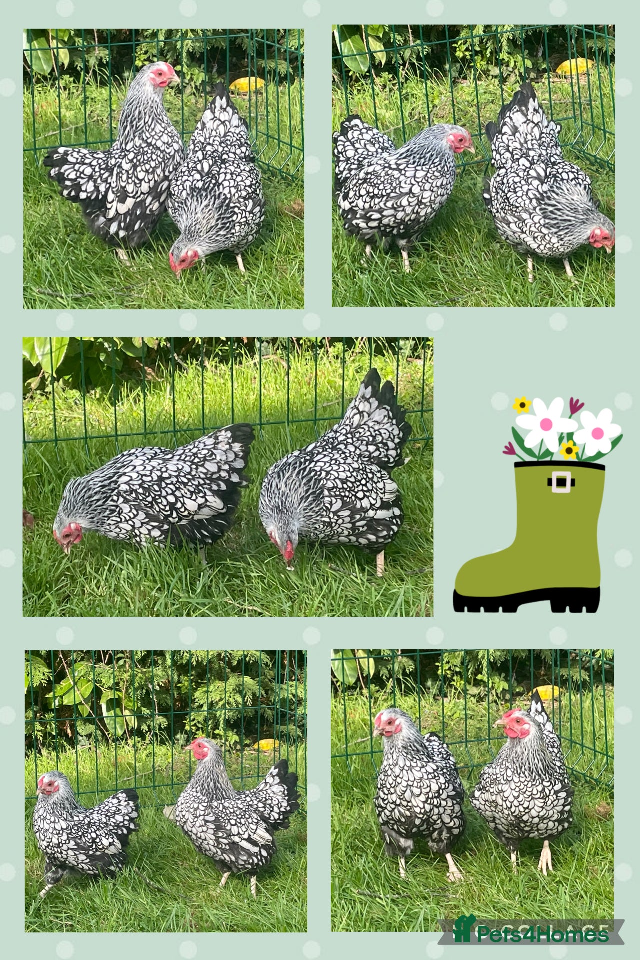 Chickens poultry Silver laced Wyandotte bantams - Advert 1