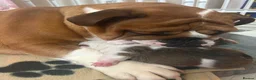 English Bulldog dogs for sale: English bulldog gorgeous pups kc registered  - Advert 25