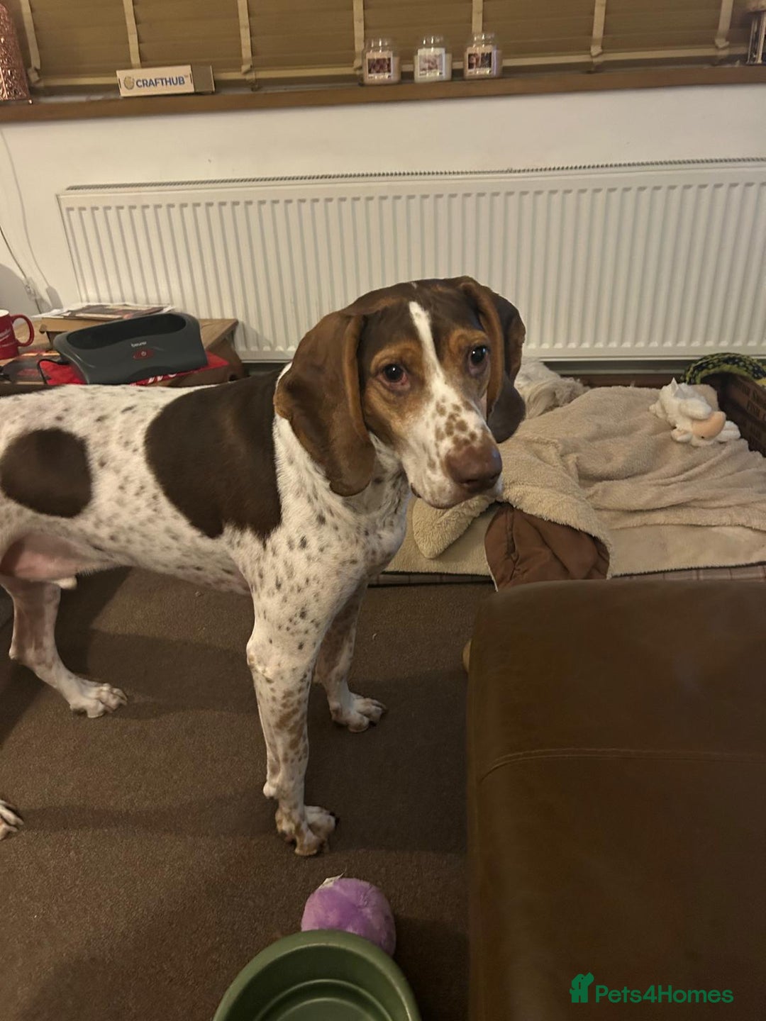 Mixed Breed dogs for adoption: 💔 BEN NEEDS A TRUE FOREVER HOME  💔  - Advert 10