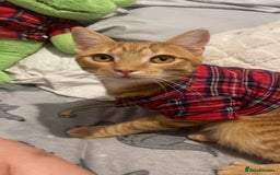British Shorthair cats for sale: 2 cats for sale  - Image 1