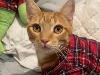 British Shorthair cats - Advert 30