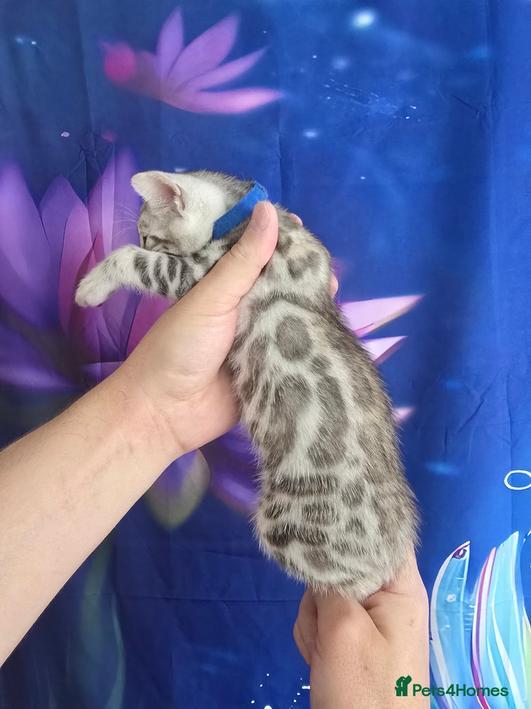 Bengal cats for sale: 3 exquisite Tica registered bengals  - Image 6