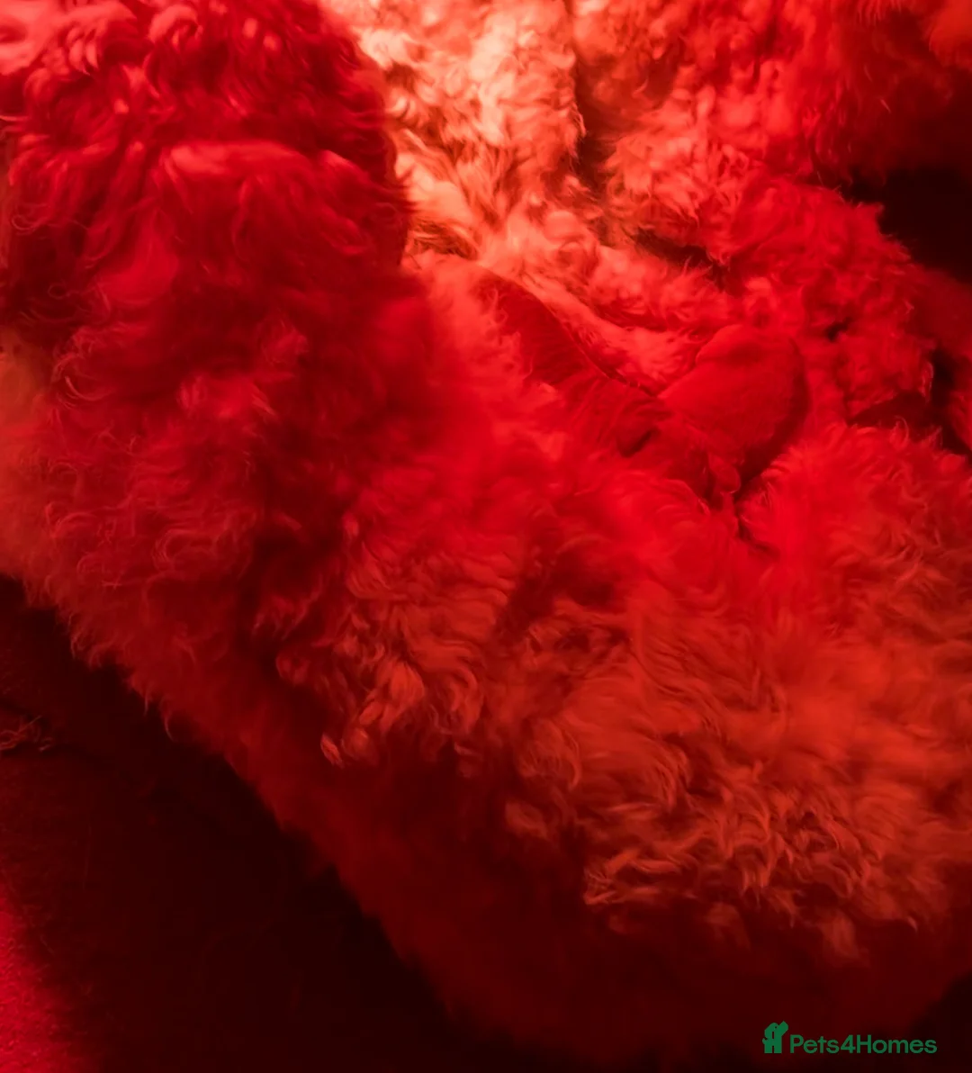 Labradoodle dogs for sale: Miniature Labradoodle puppies - Advert 19