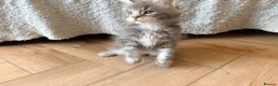 Maine Coon cats for sale: READY NOW. Tica registered mainecoon kittens - Advert 26