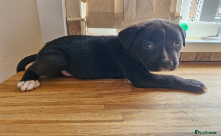 Mixed Breed dogs - Advert 14
