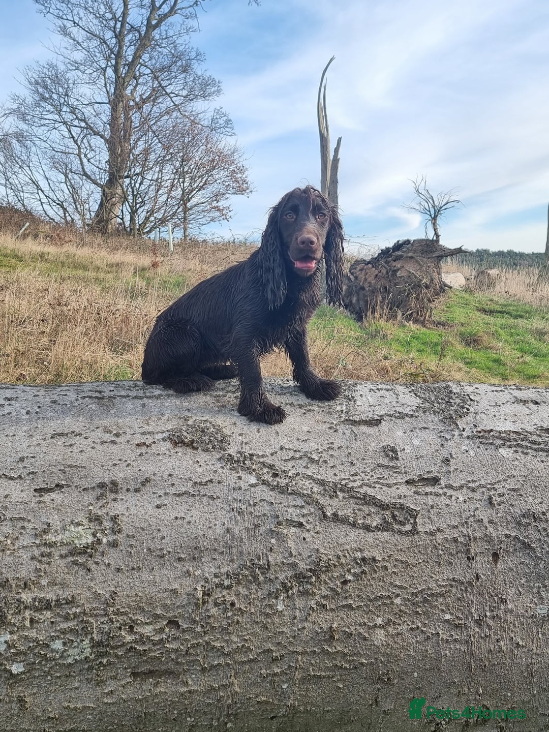 Cocker Spaniel dogs for sale: Kc registered female chocolate cocker spaniel - Advert 2