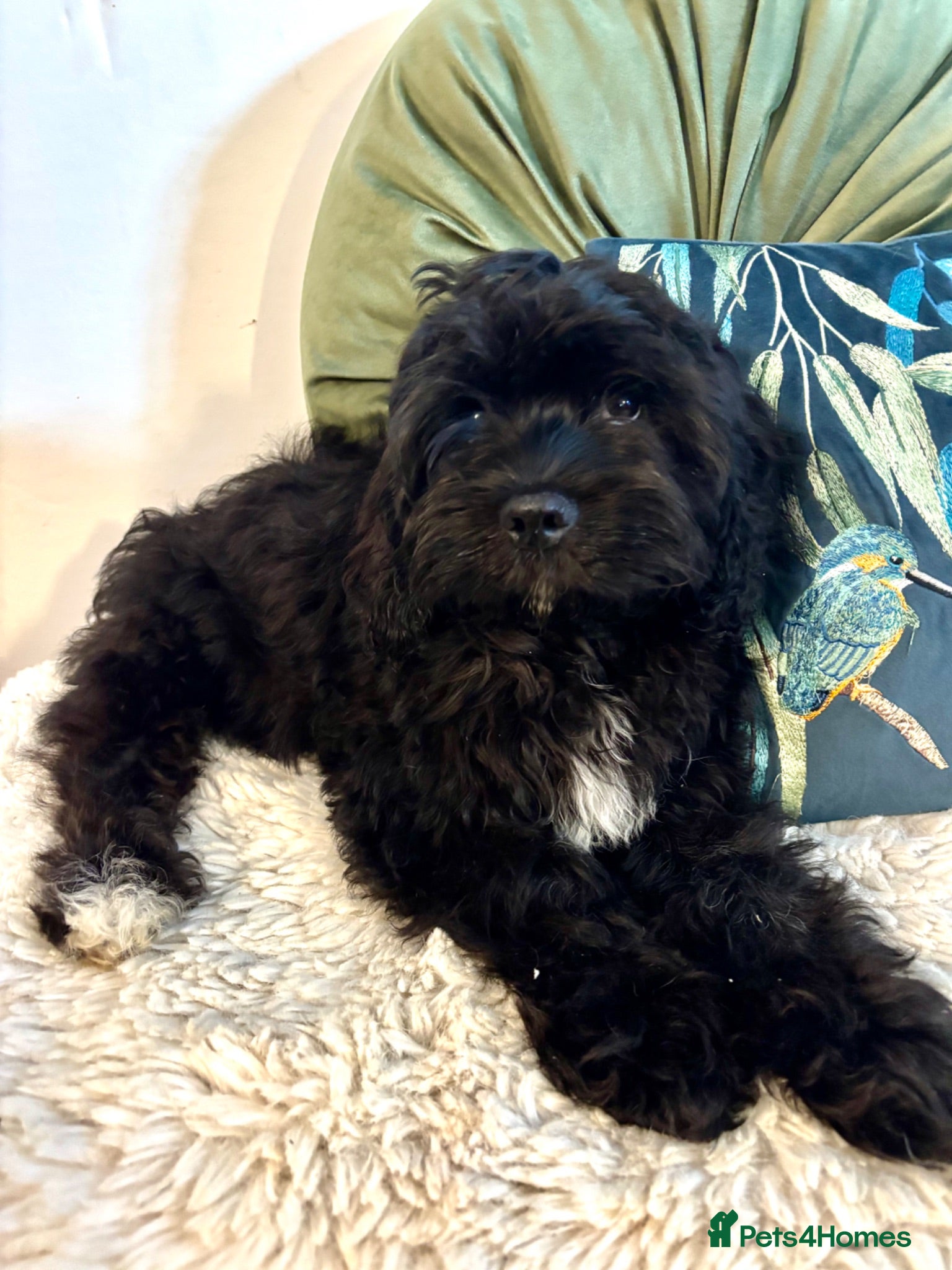 Cavapoo dogs FULLY VACCINATED, 5 STAR, 2 boys available F1b - Advert 2