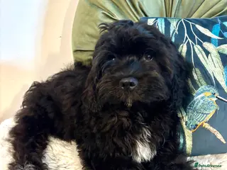 Cavapoo dogs FULLY VACCINATED, 5 STAR, 2 boys available F1b - Advert 2