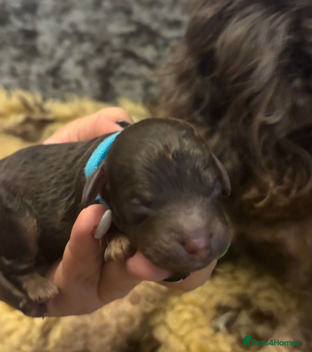 Toy Poodle dogs for stud: ***Kc chocolate phantom none fading *** in Retford - Image 15