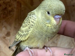 Budgerigars birds Budgies - Advert 3