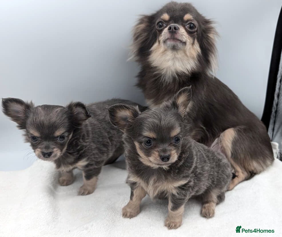 Chihuahua dogs Kennel Club Longhaired Chihuahua Blue Female Puppy - Advert 2