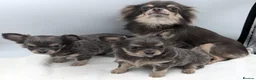 Chihuahua dogs for sale: Kennel Club Longhaired Chihuahua Puppies Blue KC in Colne - Advert 3