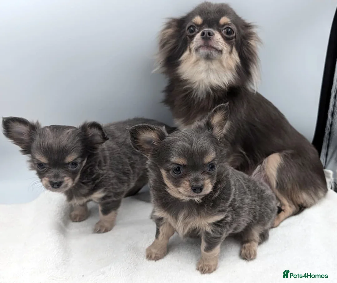 Chihuahua dogs for sale: Kennel Club Longhaired Chihuahua Blue Female Puppy - Advert 2