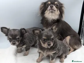 Chihuahua dogs Kennel Club Longhaired Chihuahua Blue Female Puppy - Advert 2