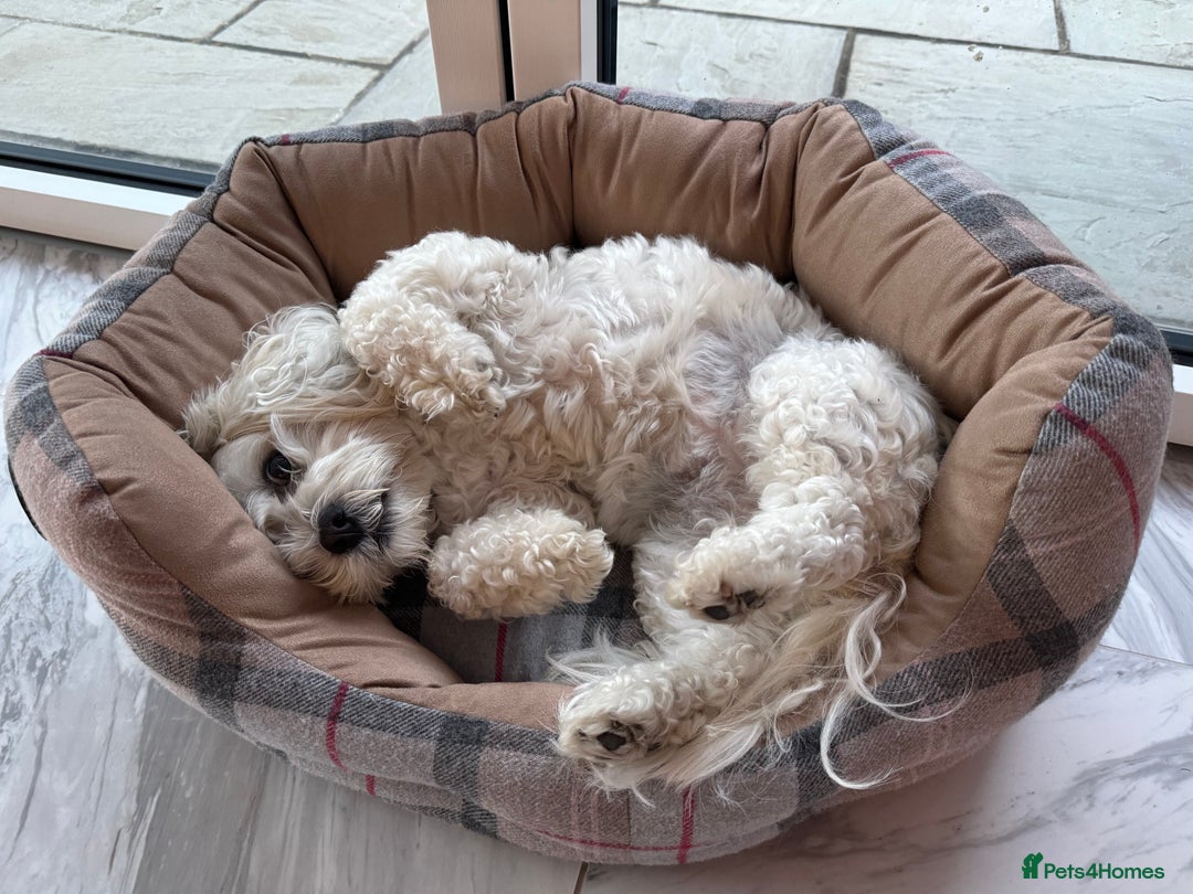 Zuchon dogs for sale: Super affectionate 6 year old Zuchon.  - Advert 2