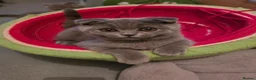 Scottish Fold cats for sale: 7 Scottish fold 😍beautiful  healthy kittens - Advert 5