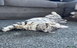 Bengal cats for stud: Bengal Stud - Image 2