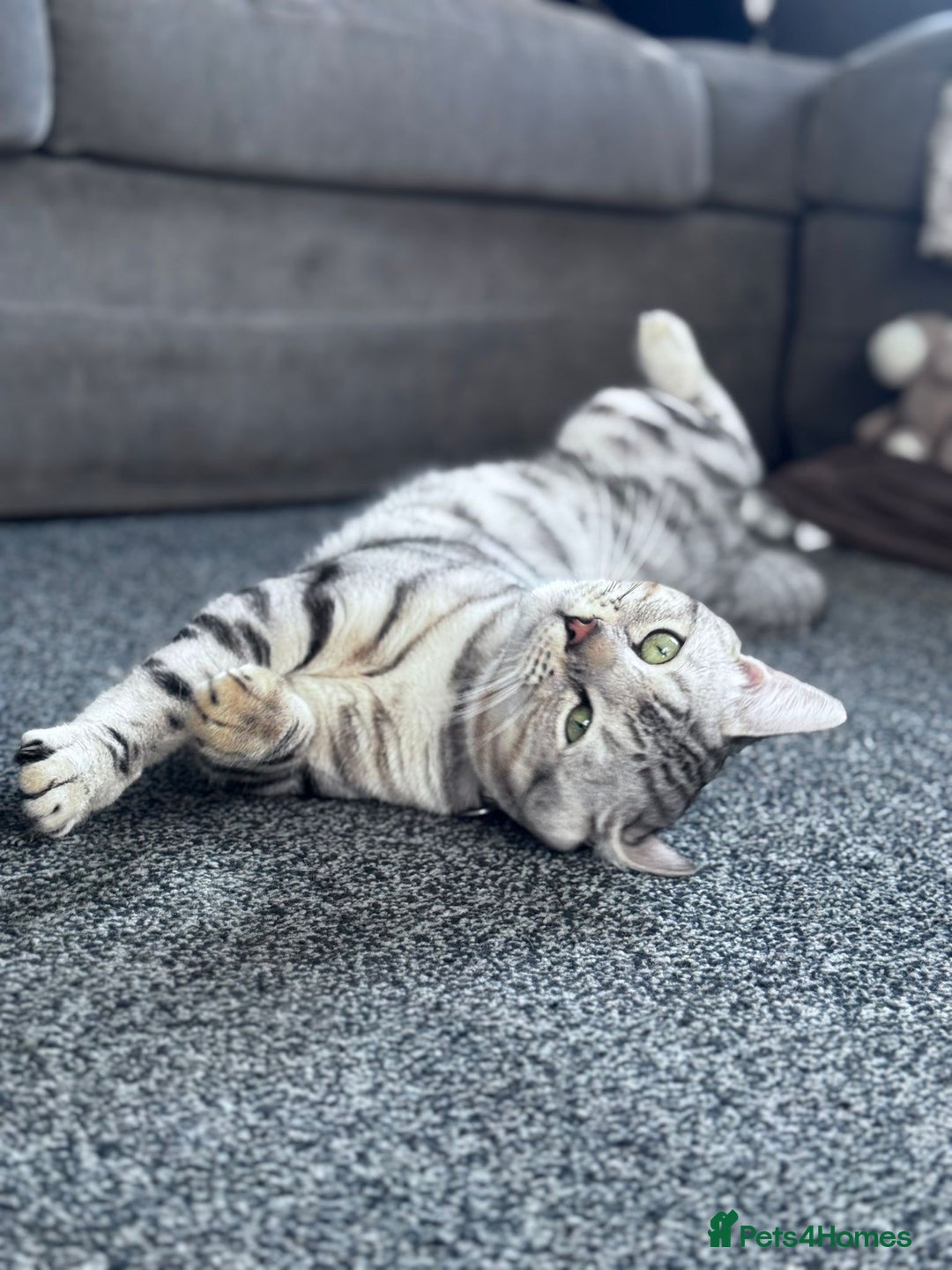 Bengal cats for stud: Bengal Stud - Image 2