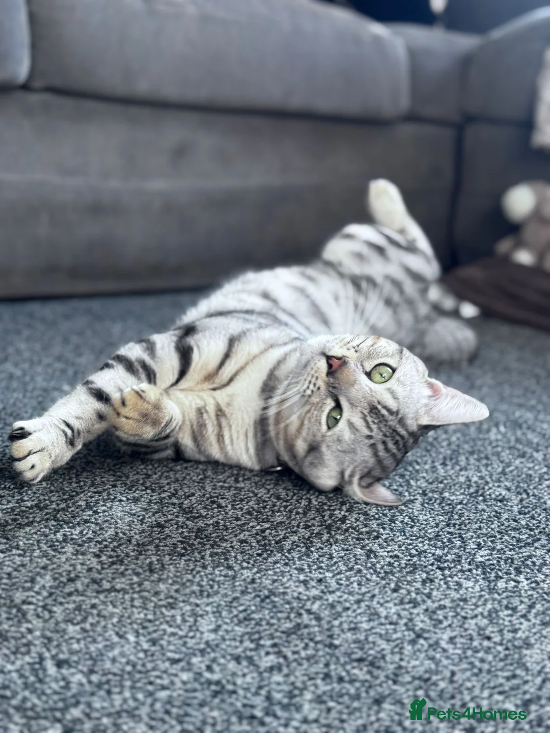 Bengal cats for stud: Bengal Stud - Advert 2