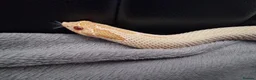 Snake reptiles for sale: CB22 Male Hognose Snake Arctic Albino Superconda - Advert 5