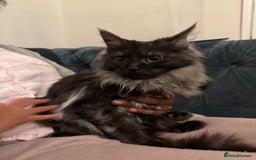 Maine Coon cats for sale: Maincoon boys - Image 9