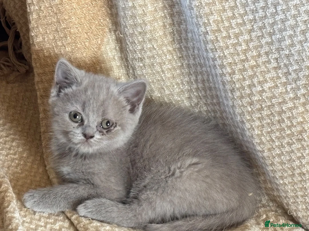 British Shorthair cats for sale: Stunning set of British blues - Advert 17