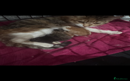 Mixed Breed cats for sale: Beautiful litter of tiny kittens  - Image 3