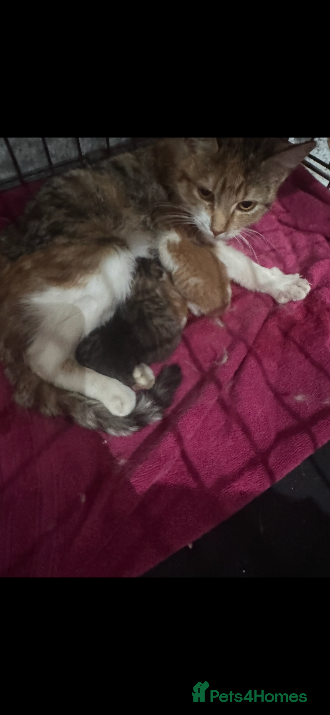 Mixed Breed cats for sale: Beautiful litter of tiny kittens  - Image 3