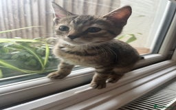 Mixed Breed cats for sale: Pixie bob mixed kittens - Image 15