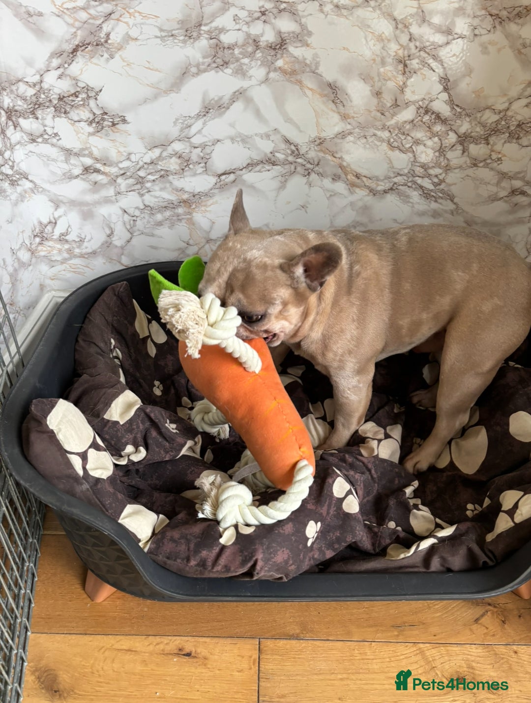 French Bulldog dogs for sale: Pablo - Advert 15