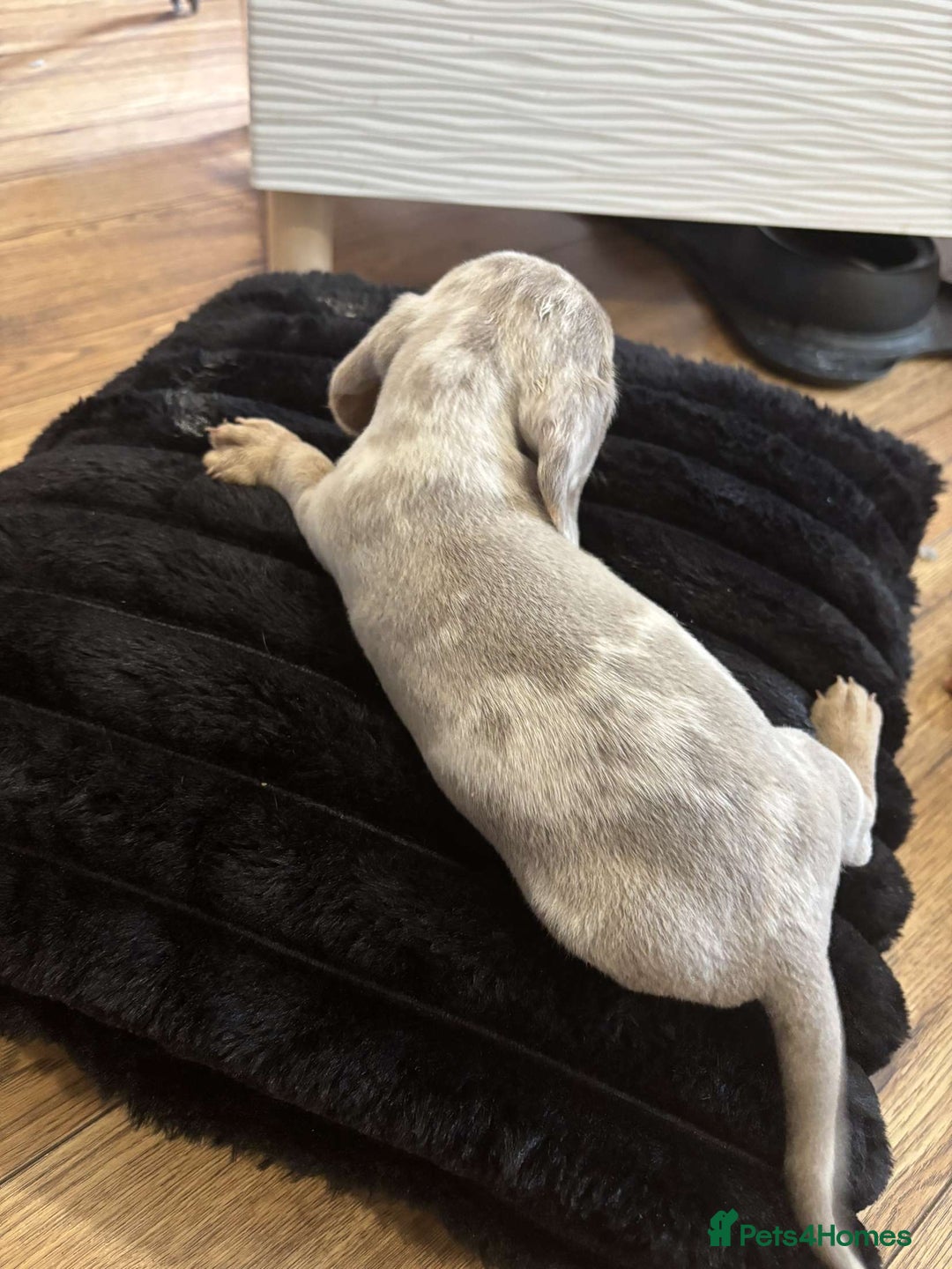 Miniature Dachshund dogs for sale: Stunning miniature dachshunds in Kidderminster - Image 15
