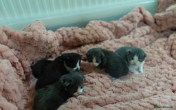 Mixed Breed cats for sale: Beautiful Maine Coon x kittens - Image 7