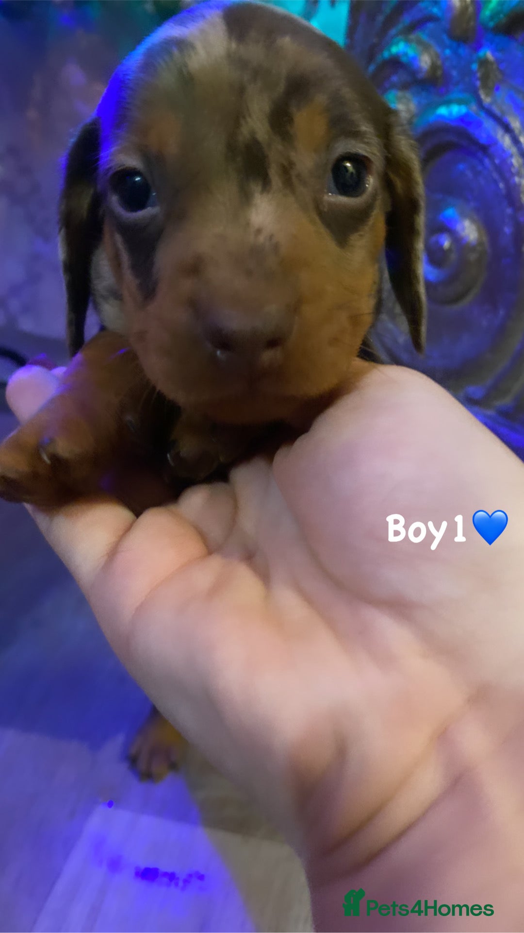 Miniature Dachshund dogs Miniature dachshund puppies available! - Advert 7