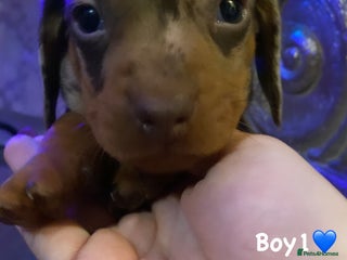 Miniature Dachshund dogs Miniature dachshund puppies available! - Advert 1