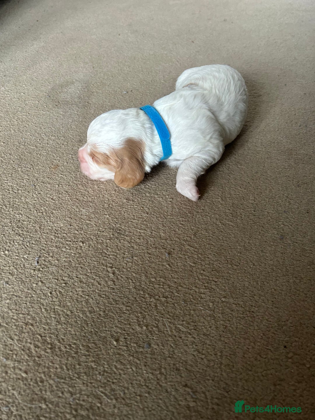 Cocker Spaniel dogs for sale: Working cocker pups - Advert 15