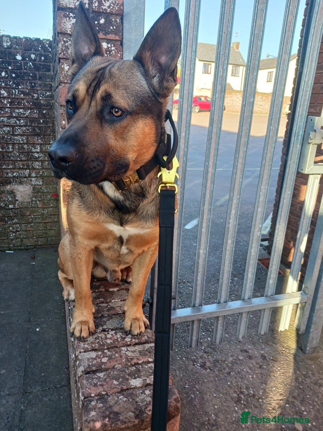 Mixed Breed dogs for sale: Male German sheppard x pocket bully in Wellington - Image 2