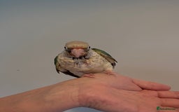 Conures birds for sale: Hand reared baby conures for sale - Image 6