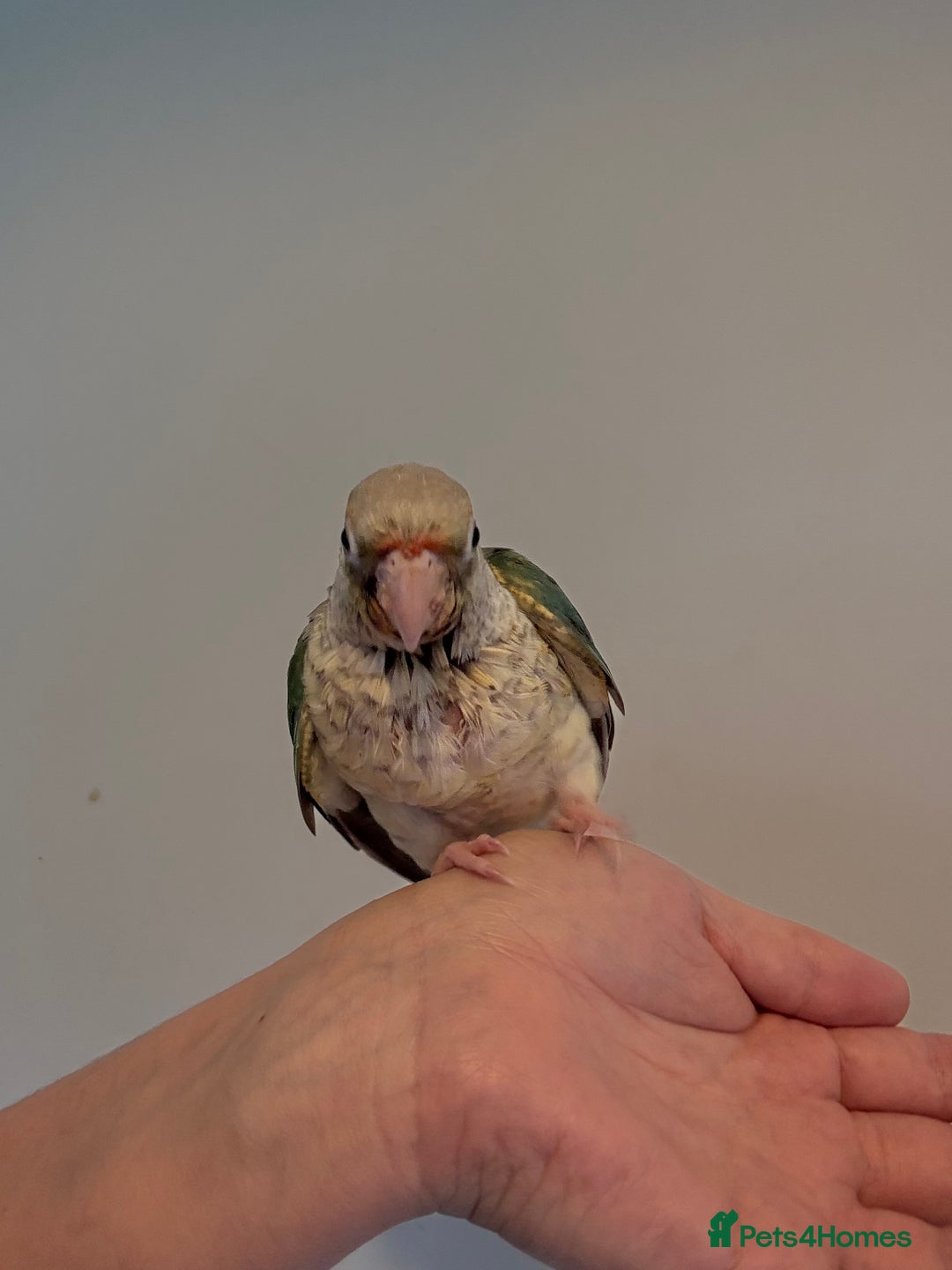 Conures birds for sale: Hand reared baby conures for sale - Image 6