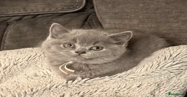 British Shorthair cats - Advert 4