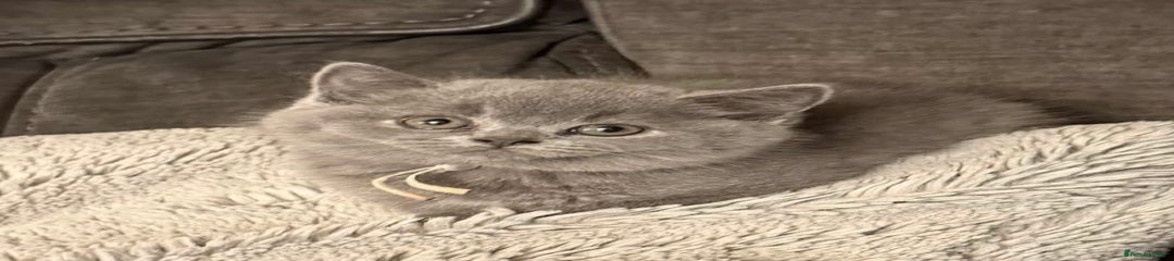 British Shorthair Kitten 2