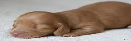 Miniature Dachshund dogs for sale: 5*Licensed+KCreg+Vetchecked+PRAclear+LONG HAIRED - Advert 18