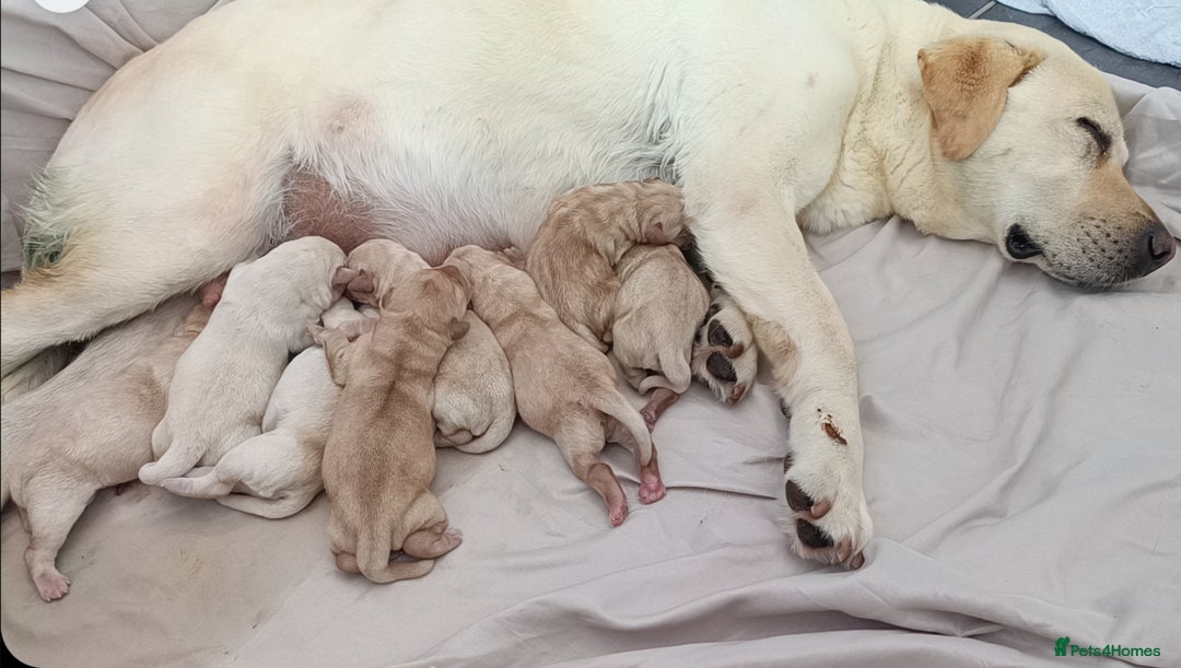 Labrador Retriever dogs for sale: Labrador puppies  - Image 18