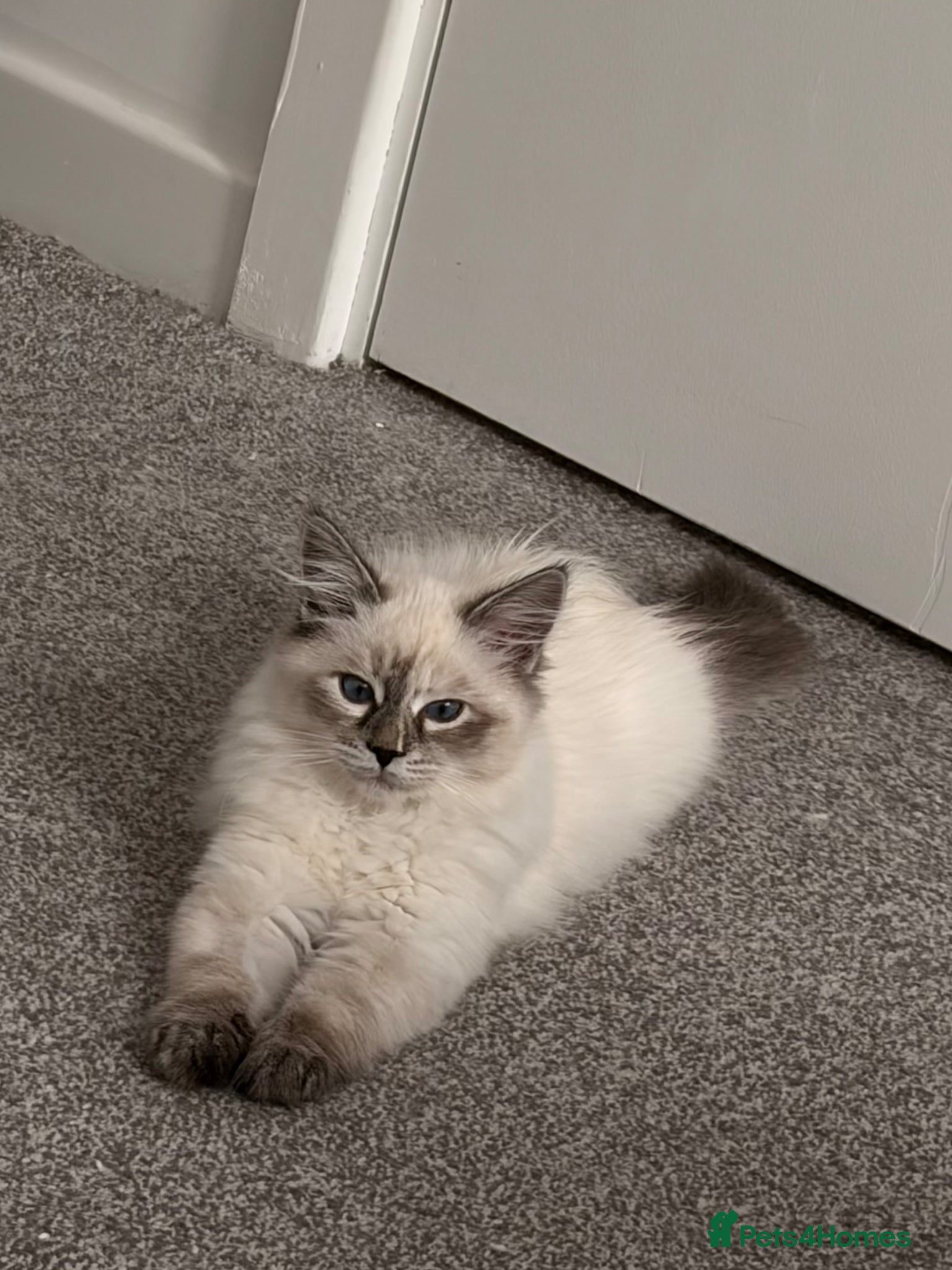 Siberian cats 🏆Champion line Kitten rehome - Advert 10