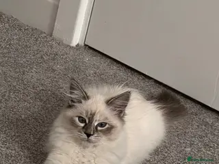 Siberian cats 🏆Champion line Kitten rehome - Advert 10