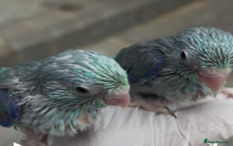Mixed Breed birds for sale: All types Bird Avery clearance.  - Image 3