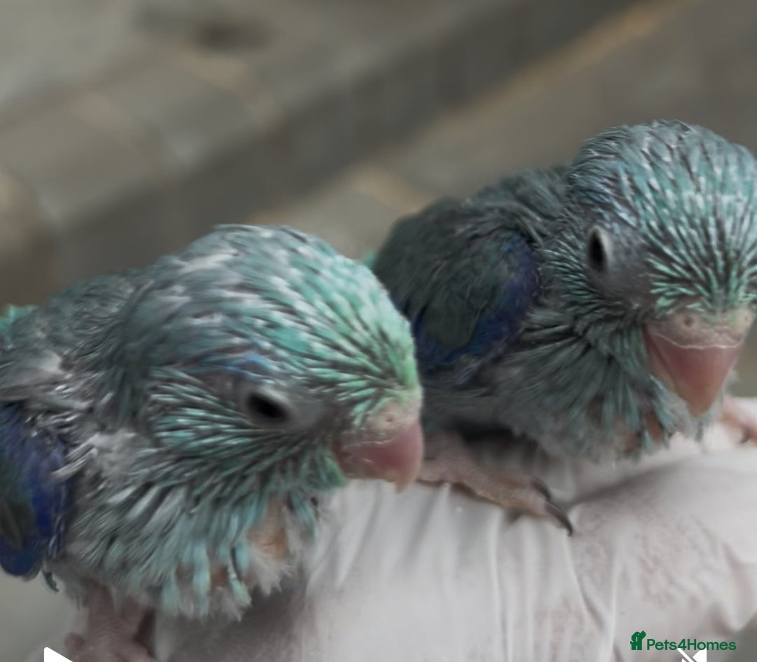 Mixed Breed birds for sale: All types Bird Avery clearance.  - Image 3