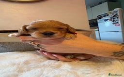 Cockapoo dogs for sale: 🐾 Adorable F2 Cockapoo Puppies! 🐾 - Image 11