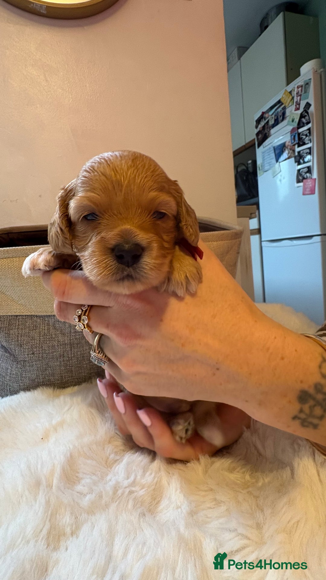 Cockapoo dogs for sale: 🐾 Adorable F2 Cockapoo Puppies! 🐾 - Image 11