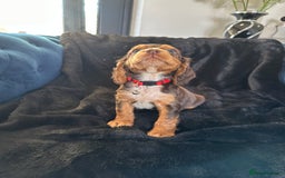 Cocker Spaniel dogs for sale: BEAUTIFUL LITTER OF TRICOLOURED COCKER SPANIELS  - Image 26