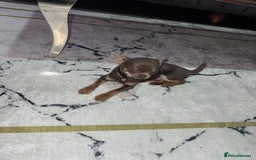 Chihuahua dogs for sale: Gorgeous lilac and tan chihuahua puppy - Advert 4